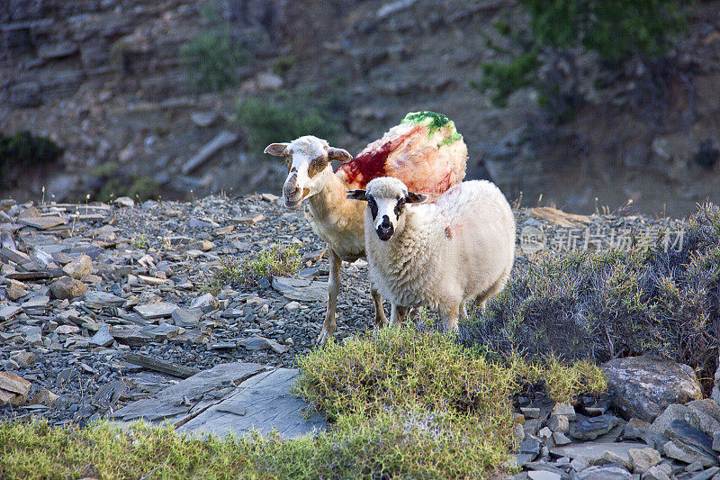 绵羊在土耳其爱琴海岩石上行走Gökçeada (Imroz)